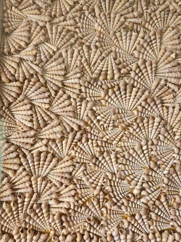 Coastal Whispers Sea Shell Art - Image 2